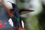 Hummingbird