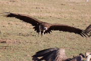 Lappet-faced Vulture