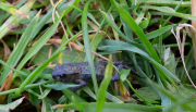 One of the frogs