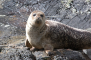 Common Seal