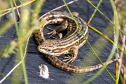 Common Lizard