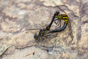 Two Black Darter dragonflies