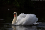Swan