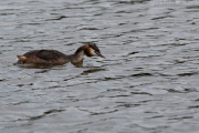 Crested Grebe