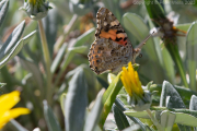 Painted Lady