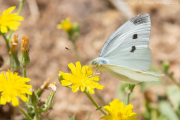 Cabbage White