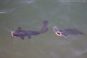 Catfish