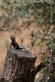 Lizard