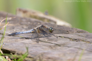 Large dragonfly