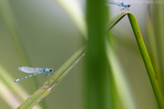Mayflies