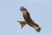 Red Kite