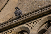 Peregrine Falcon
