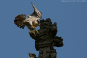 Peregrine Falcon