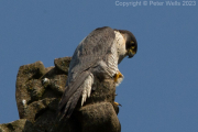Peregrine Falcon