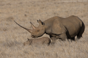 Black Rhino