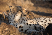 Cheeta