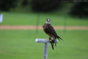 Hobby