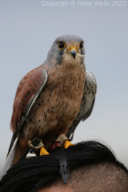 Kestral