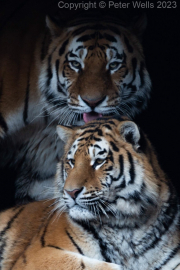 Tigers