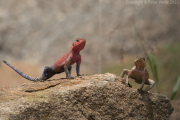 Red-headed lizard