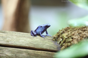 Poison Dart Frog