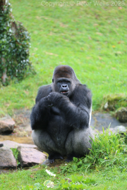 Mountain Gorilla