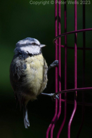Blue Tit
