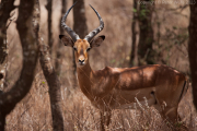 Impala