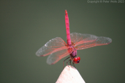 Red Dragonfly