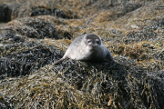 Seal Pup