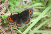 Scotch Argus Butterfly