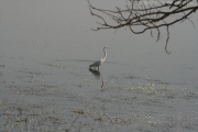 Eastern Great Egret