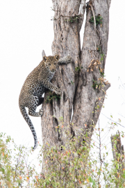 Leopard Cub