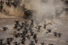 Widerbeest