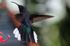 Hummingbird