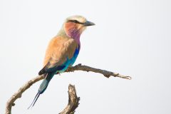 Lilac-breasted Roller