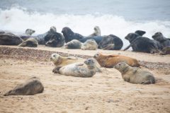 Seals