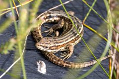 Common Lizard