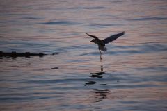 Skimming the water