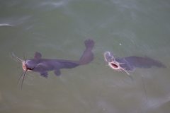 Catfish