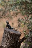 Lizard
