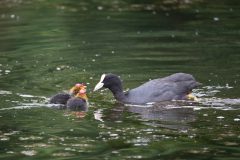 Coot and chicks