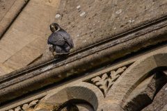 Peregrine Falcon