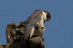 Peregrine Falcon