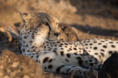 Cheeta