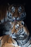 Tigers