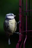 Blue Tit
