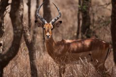 Impala