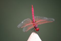 Red Dragonfly