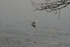 Eastern Great Egret